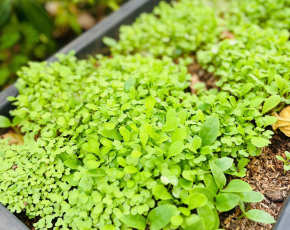 BỐN TUẦN GIEO MẦM - BÉ YÊU THIÊN NHIÊN🌱
