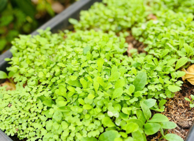 BỐN TUẦN GIEO MẦM - BÉ YÊU THIÊN NHIÊN🌱