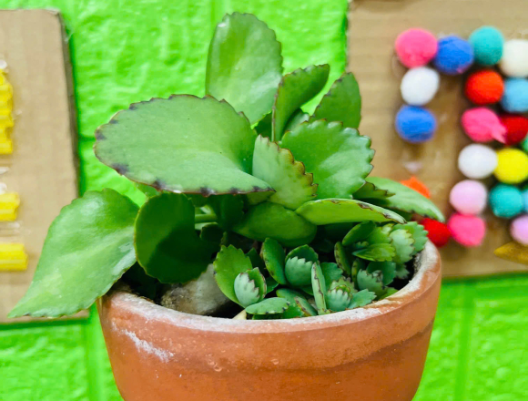 DỰ ÁN THÁNG 1: “CÂY XANH QUANH BÉ”🌱
