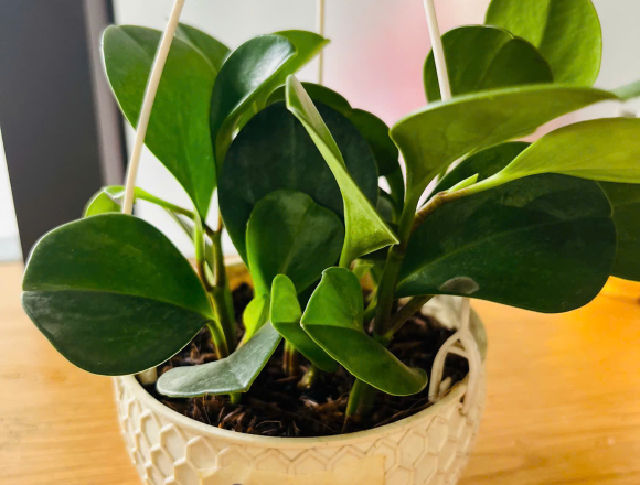 🌿 TỔNG KẾT DỰ ÁN “CÂY XANH QUANH BÉ”