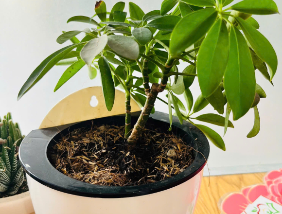 DỰ ÁN THÁNG 1: “CÂY XANH QUANH BÉ”🌱
