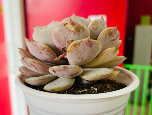 🌿 TỔNG KẾT DỰ ÁN “CÂY XANH QUANH BÉ”