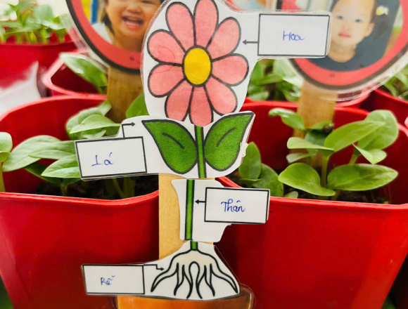 DỰ ÁN THÁNG 1: “CÂY XANH QUANH BÉ”🌱