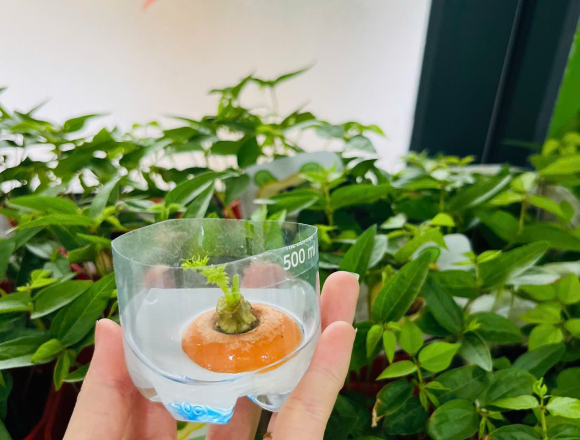 DỰ ÁN THÁNG 1: “CÂY XANH QUANH BÉ”🌱