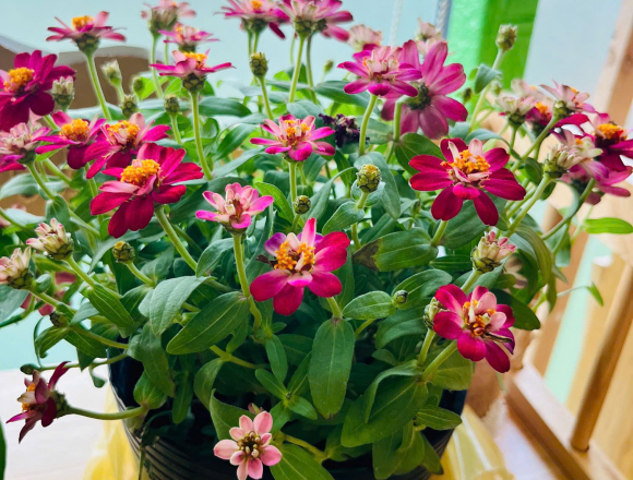 🌿 TỔNG KẾT DỰ ÁN “CÂY XANH QUANH BÉ”