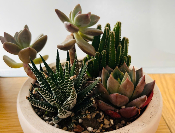 🌿 TỔNG KẾT DỰ ÁN “CÂY XANH QUANH BÉ”
