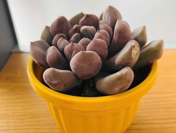 🌿 TỔNG KẾT DỰ ÁN “CÂY XANH QUANH BÉ”