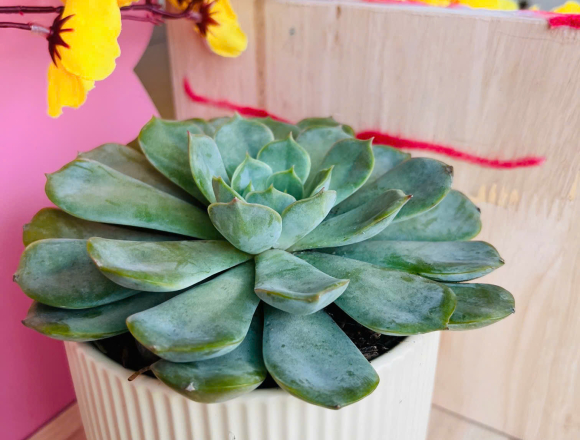 🌿 TỔNG KẾT DỰ ÁN “CÂY XANH QUANH BÉ”