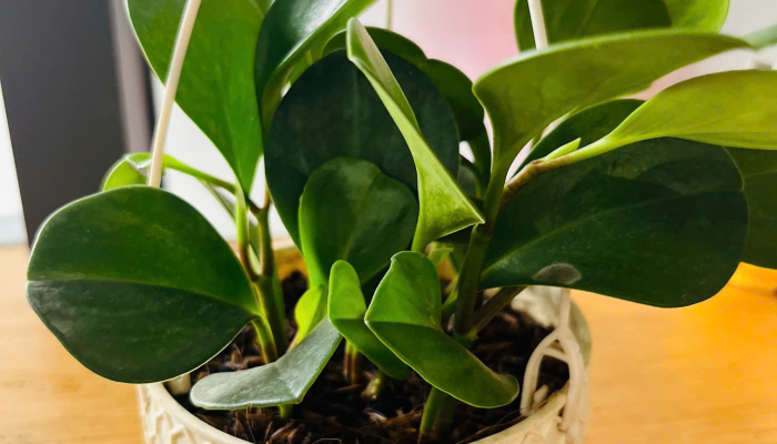  TỔNG KẾT DỰ ÁN “CÂY XANH QUANH BÉ”🌳