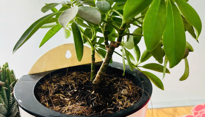  TỔNG KẾT DỰ ÁN “CÂY XANH QUANH BÉ”🌳