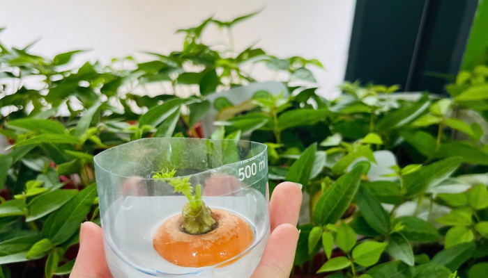  TỔNG KẾT DỰ ÁN “CÂY XANH QUANH BÉ”🌳